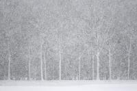 sneeuwstorm 1-2026 2586