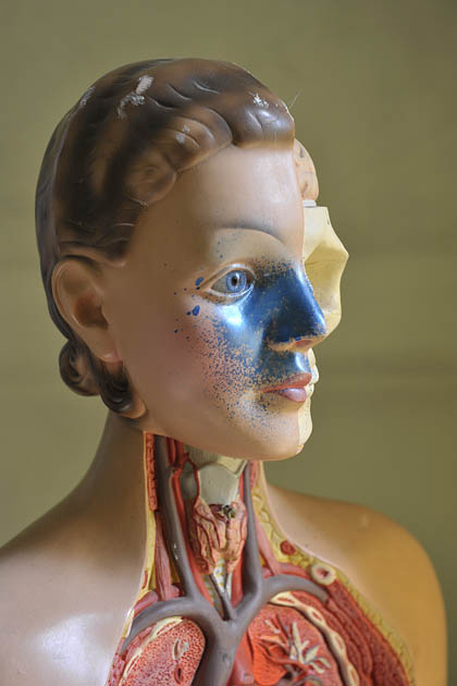 anatomiepop st lucas