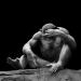 chimpansee (pan troglodytes) 8-2025 1999