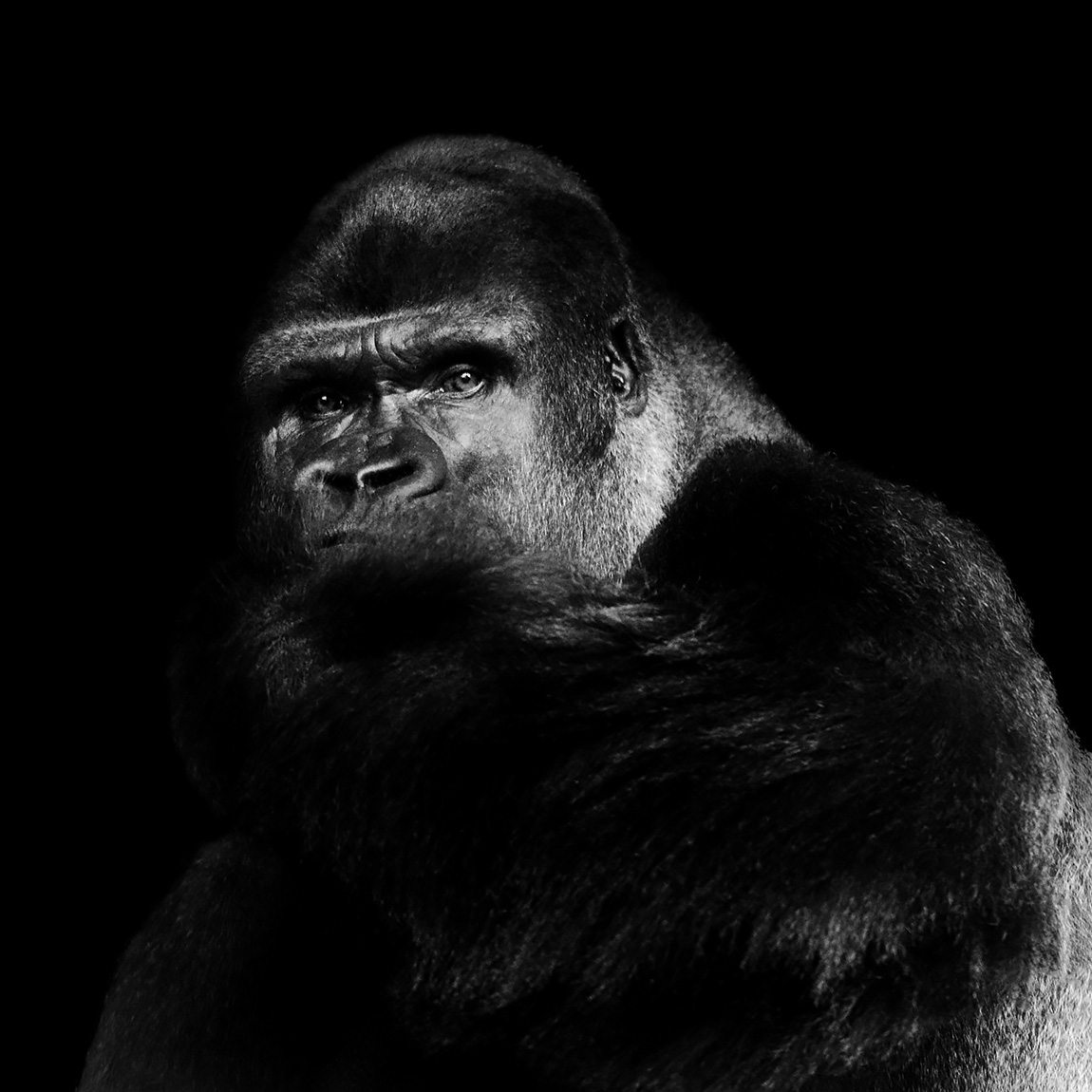 gorilla (gorilla gorilla gorilla) 8-2021 9001-2