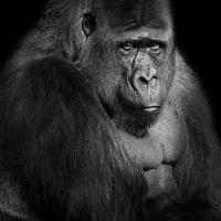 gorilla (gorilla gorilla) 3-2026 3230