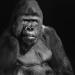 gorilla 3-2023 6989