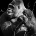 gorilla 4-2022 1766