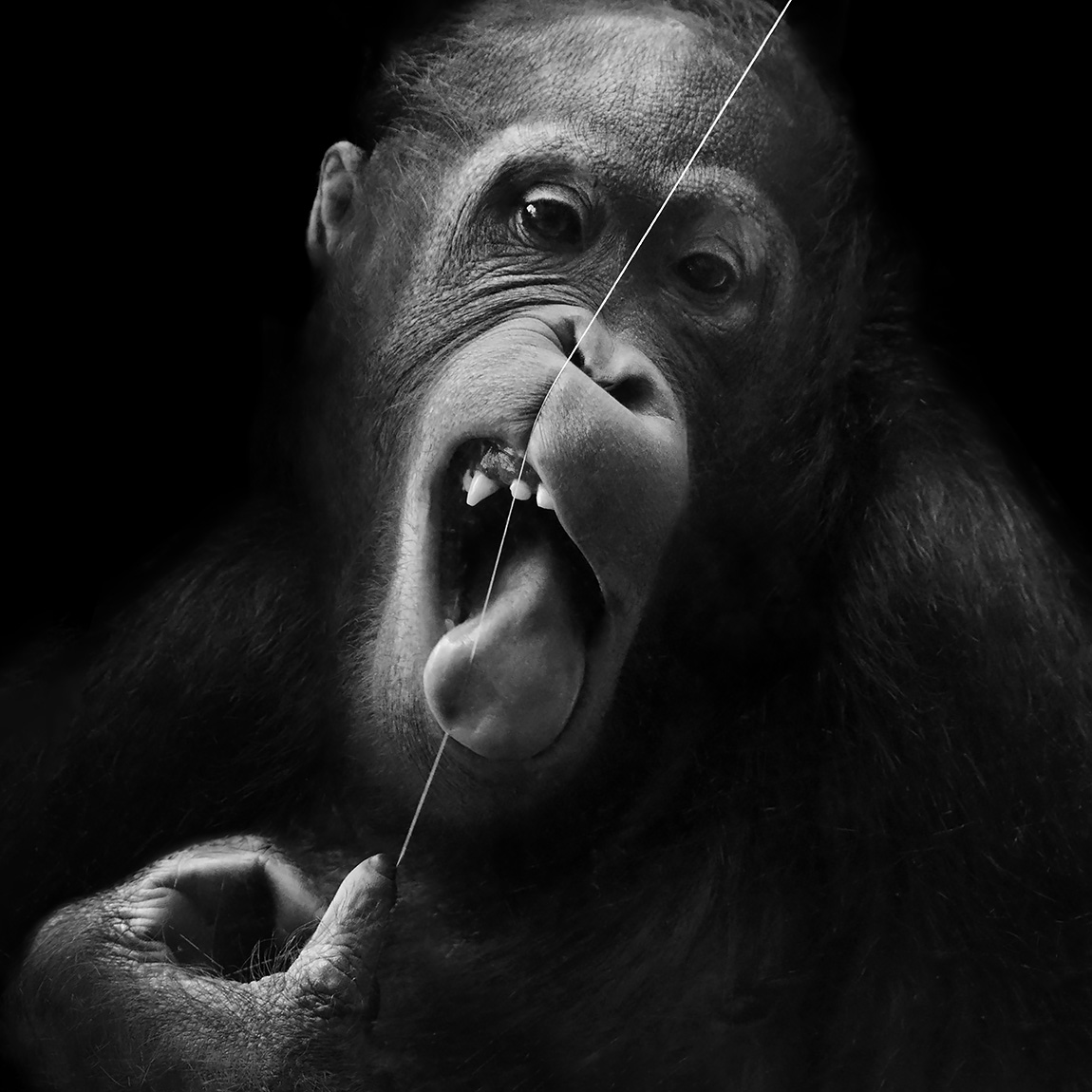 orang-oetan (pongo pygmaeus) 12-2023 9771