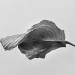 blad 7-2010 7370