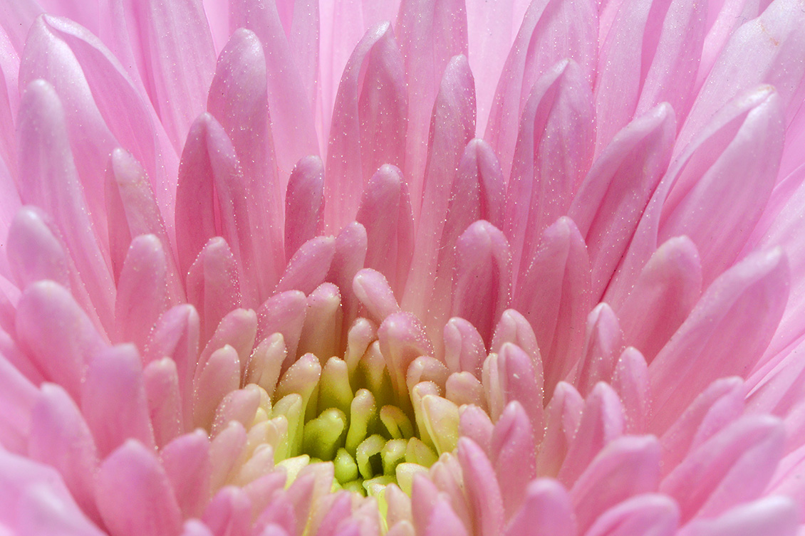 chrysant 5-2018 846