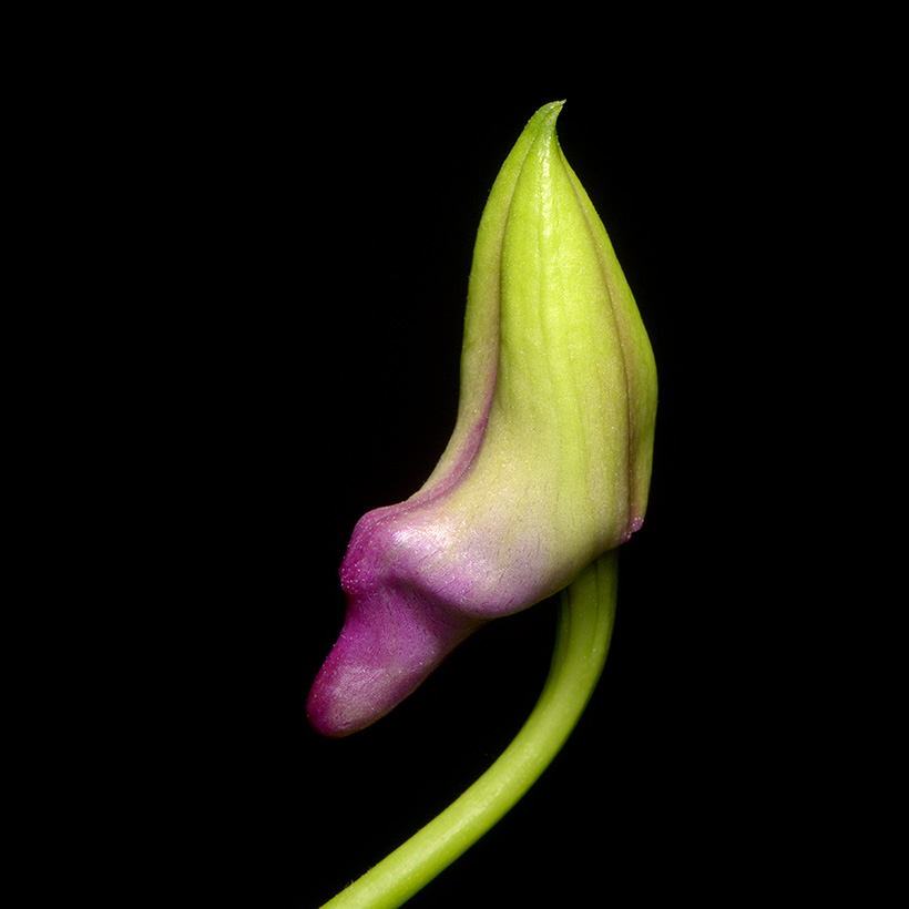 dendrobium polar fire 7-2015 3006
