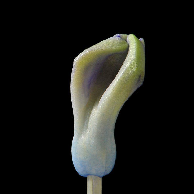 hyacinthknop (hyacinthus orientalis) 3-2013 4283