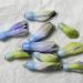 hyacinthknoppen (hyacinthus orientalis) 3-2013 4292