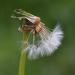 paardebloem (Taraxacum officinale) 5-2014 8880