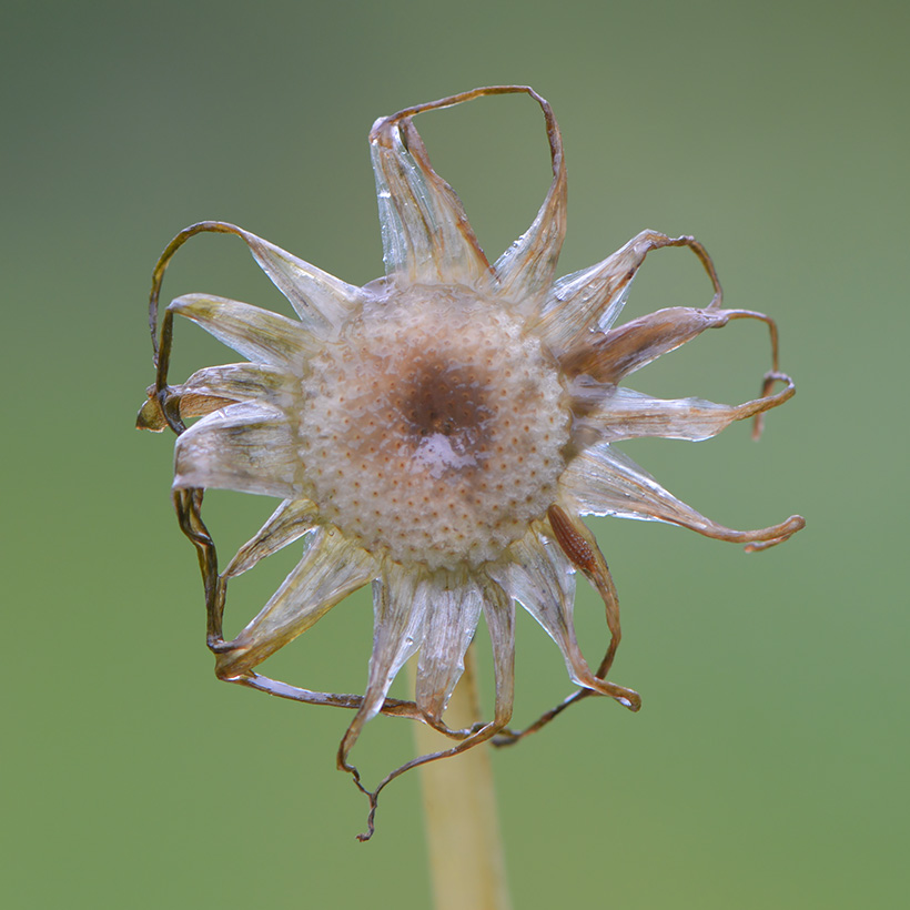 paardebloem (Taraxacum officinale) 5-2014 9193