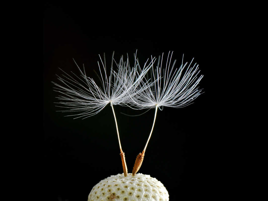 paardebloem (Taraxacum officinale) 6-2012