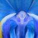 phalaenopsis 7-2013 1136