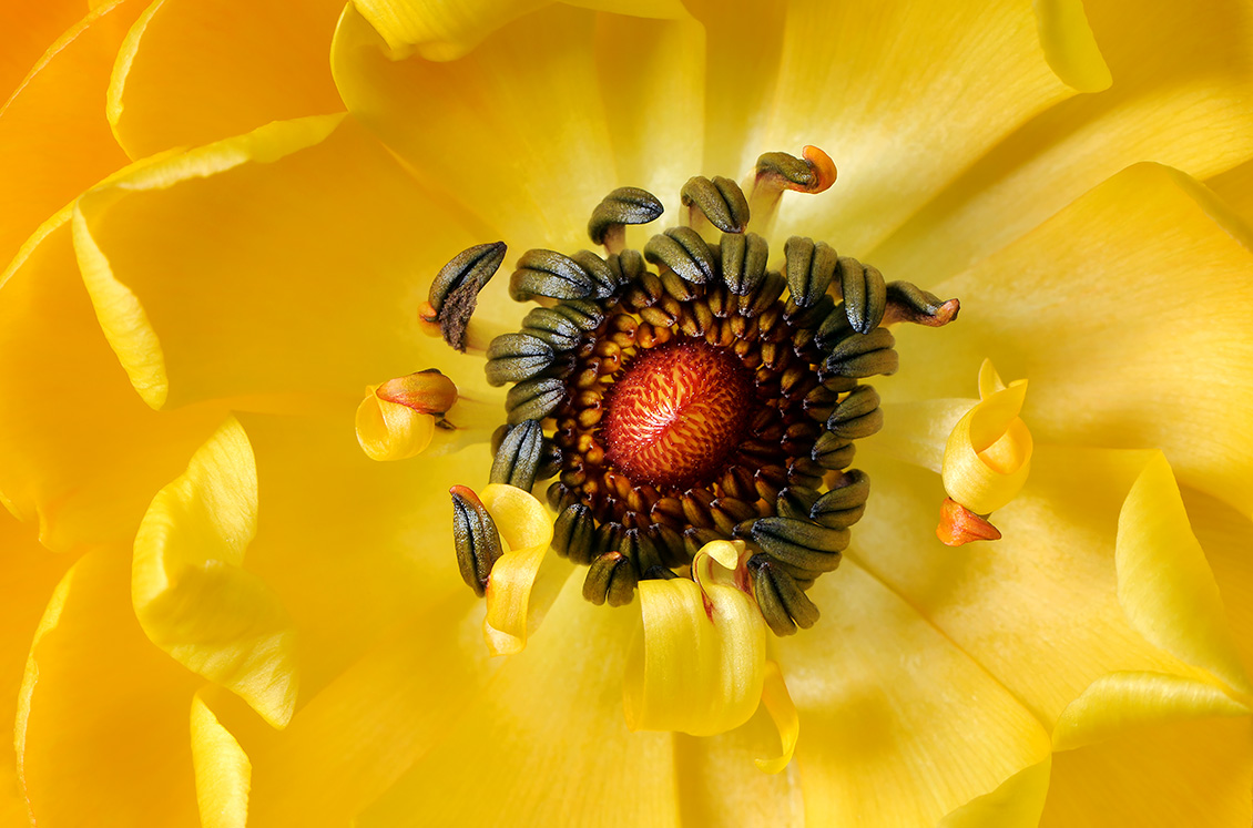 ranonkel 1-2013 2135-