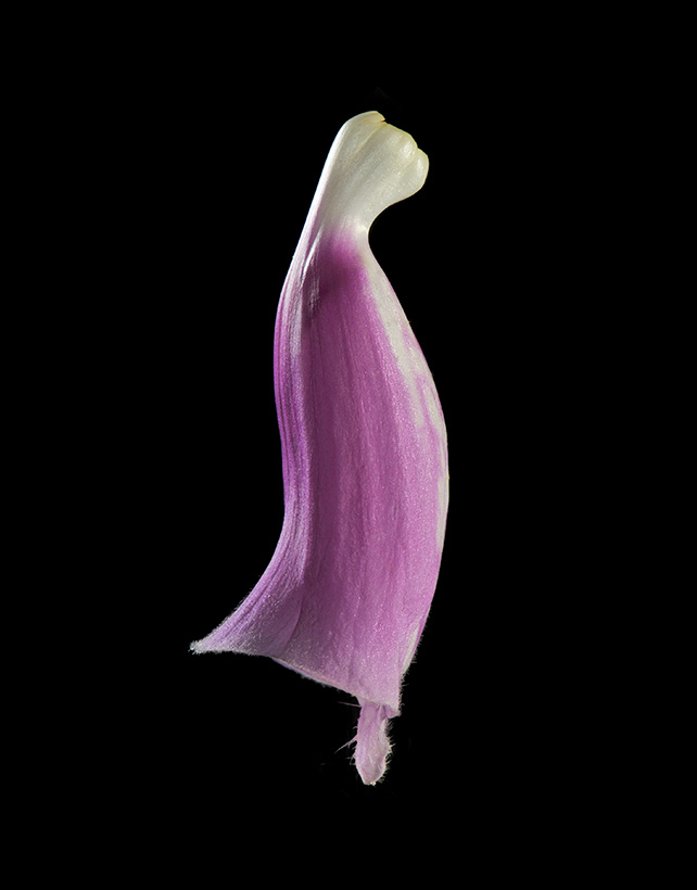 vingerhoedskruid (digitalis purpurea) 06-2011 8150