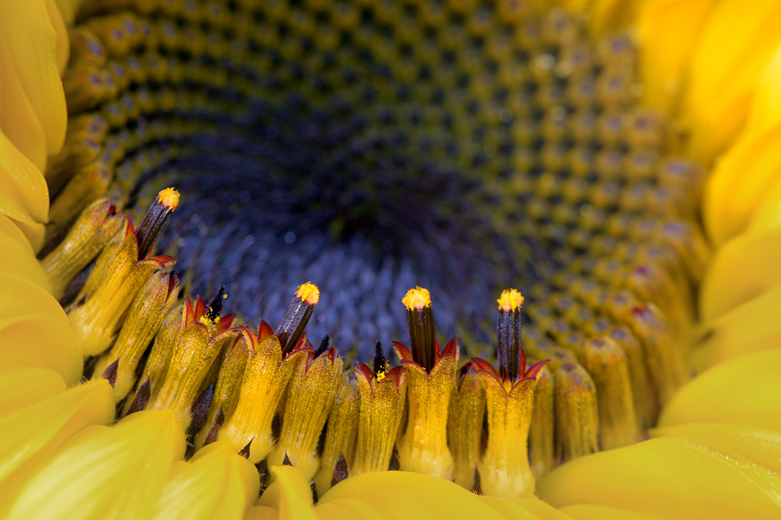 zonnebloem 9-2015 3821