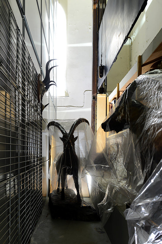 museum de histoire naturelle rouen 10-2021 0068