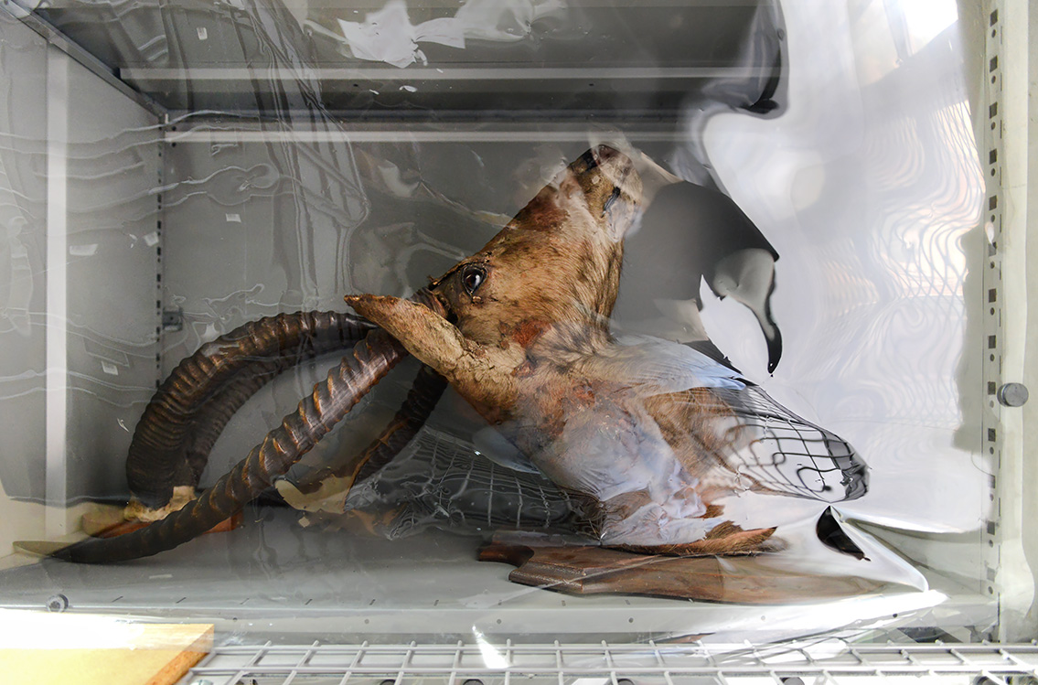 museum de histoire naturelle rouen 10-2021 0241