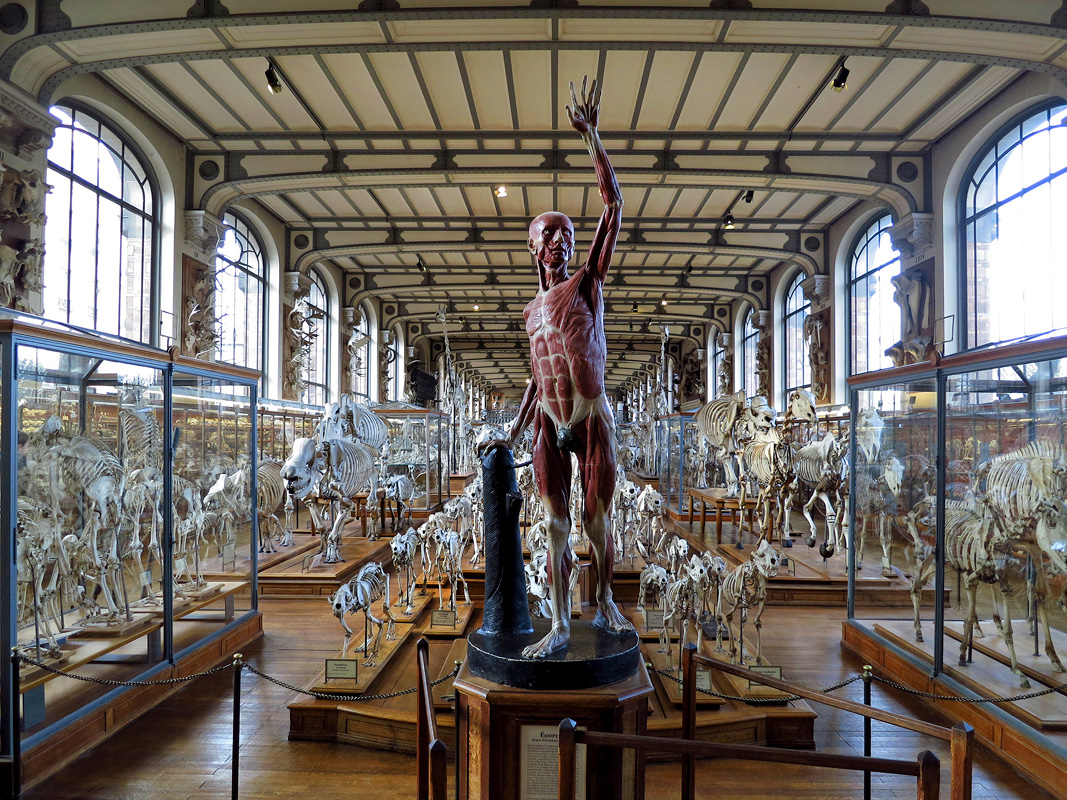galerie de paleontologie et de anatomie comparee 12-2015 8183