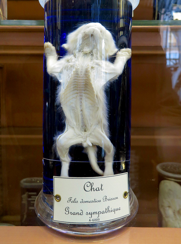 galerie de paleontologie et de anatomie comparee 12-2015 8193