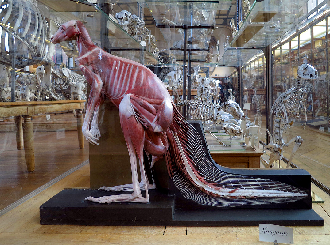 galerie de paleontologie et de anatomie comparee 12-2015 8219