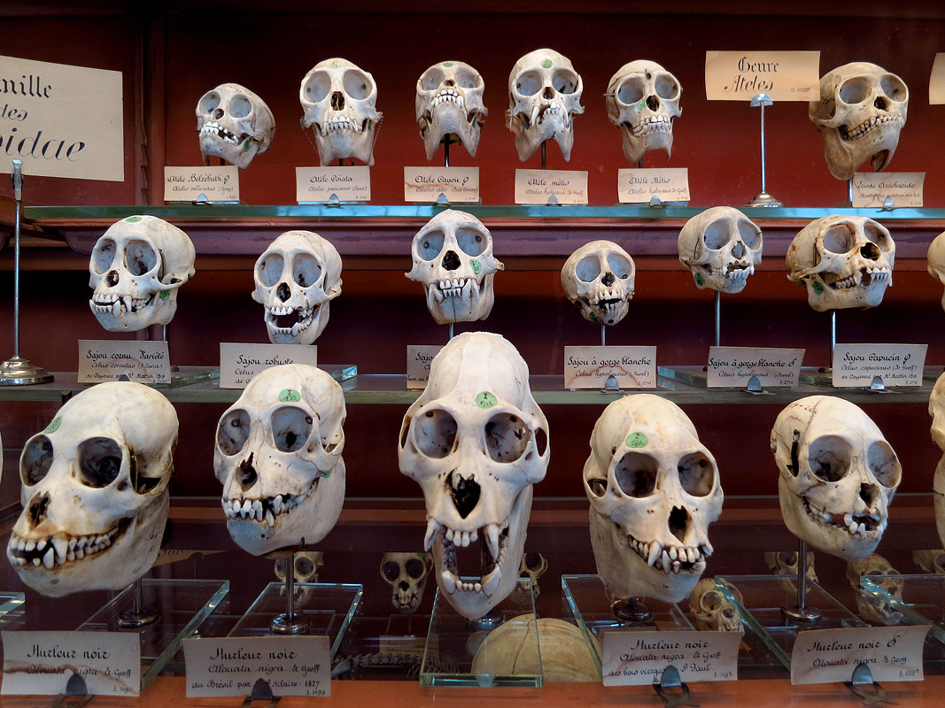 galerie de paleontologie et de anatomie comparee 12-2015 8225