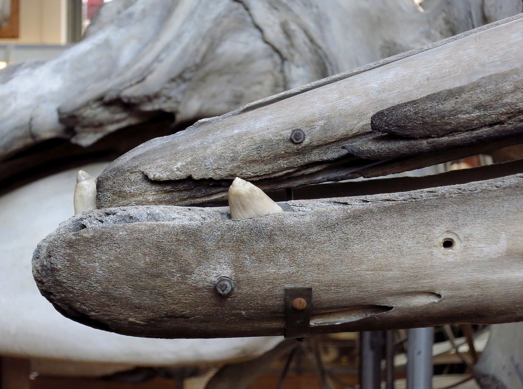 galerie de paleontologie et de anatomie comparee 12-2015 8234