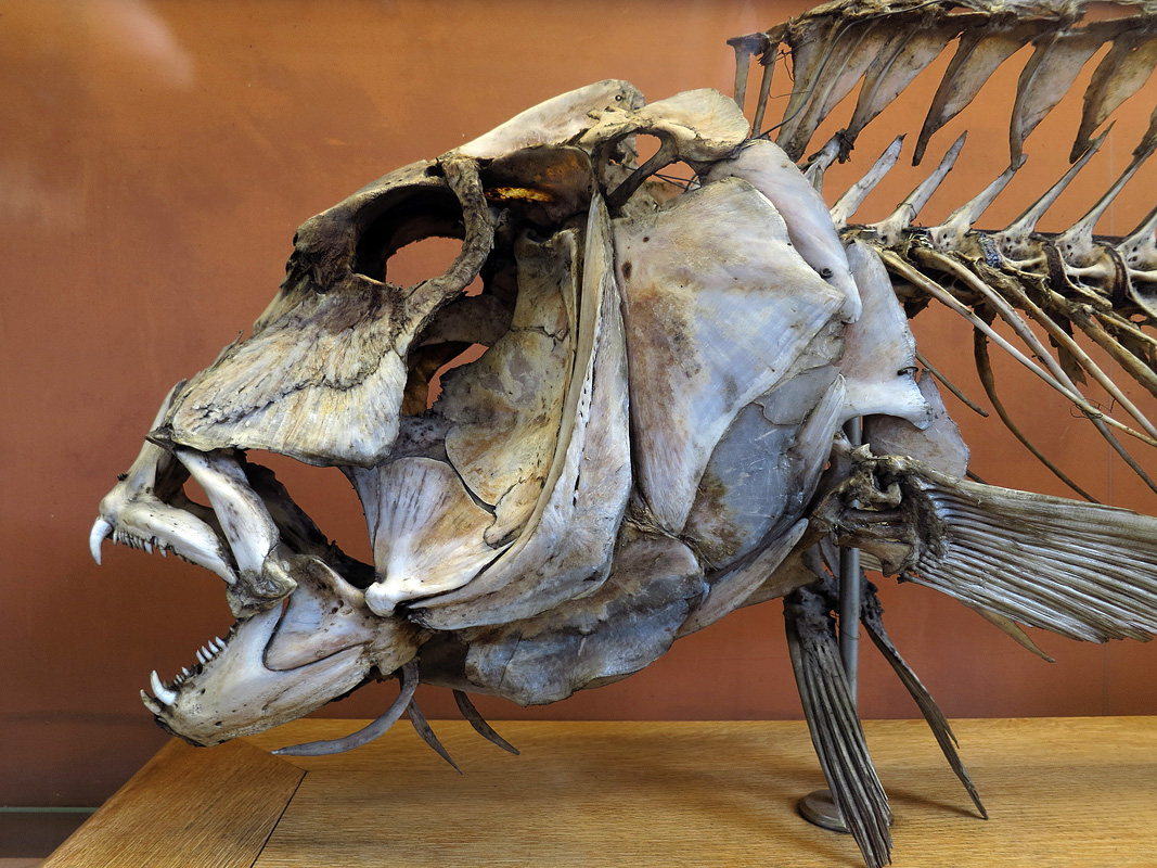 galerie de paleontologie et de anatomie comparee 12-2015 8239