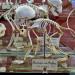 galerie de paleontologie et de anatomie comparee 12-2015 8274