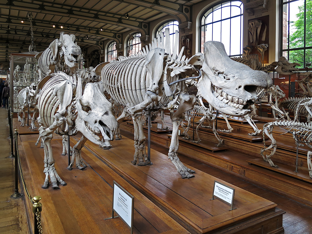 galerie de paleontologie et de anatomie comparee 5-2013 1247
