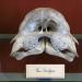 galerie de paleontologie et de anatomie comparee 5-2013 1291