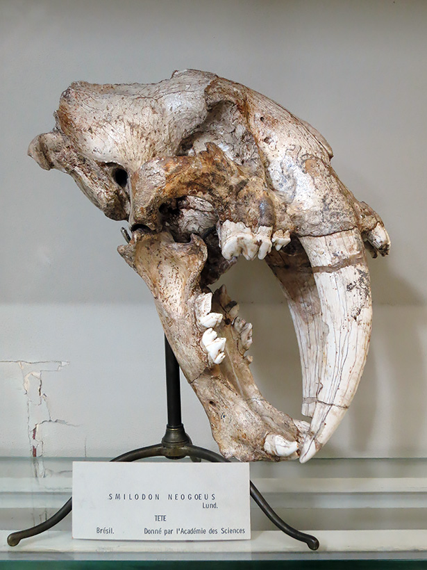 galerie de paleontologie et de anatomie comparee 5-2013 1305-