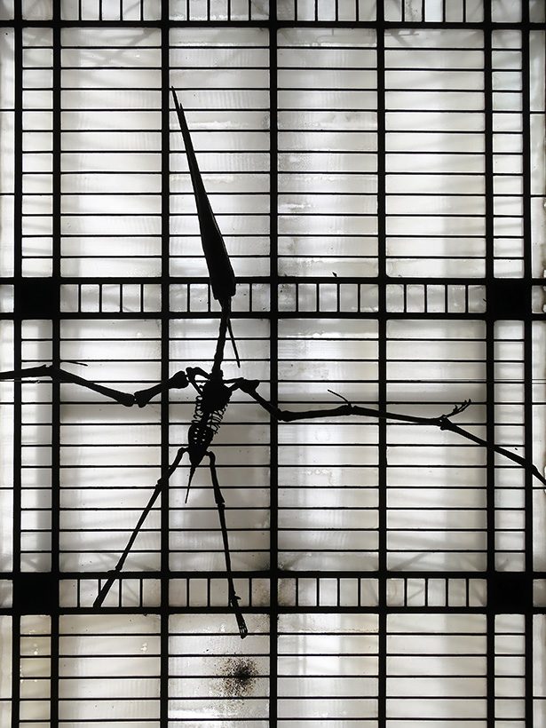 galerie de paleontologie et de anatomie comparee 5-2013 1310