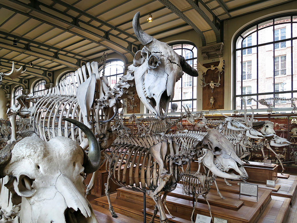 galerie de paleontologie et de anatomie comparee 5-2013 274