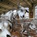 galerie de paleontologie et de anatomie comparee 5-2013 274