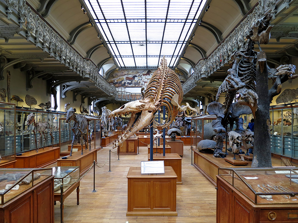 galerie de paleontologie et de anatomie comparee 5-20131298