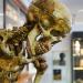 geneeskundemuseum brussel 8-2025 3082