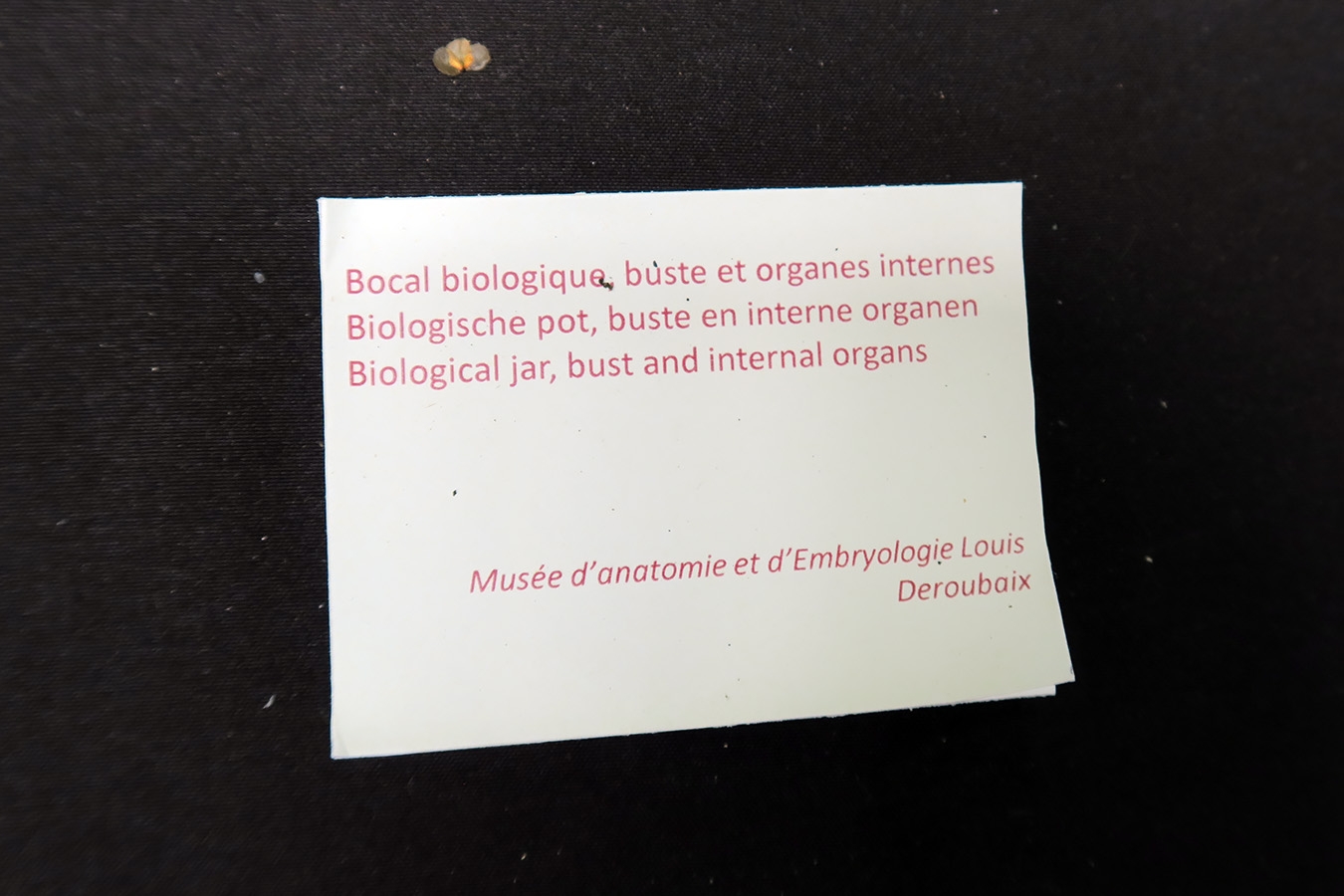 geneeskundemuseum brussel 8-2025 3148