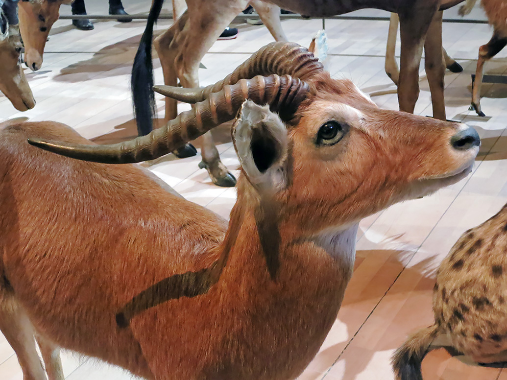 grande gallerie de evolution parijs 12-2015 8288