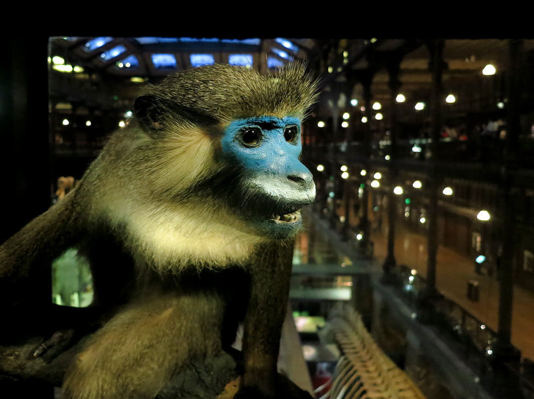 grande gallerie de evolution parijs 12-2015 8302