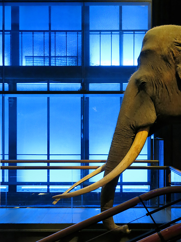 grande gallerie de evolution parijs 5-2013 1355