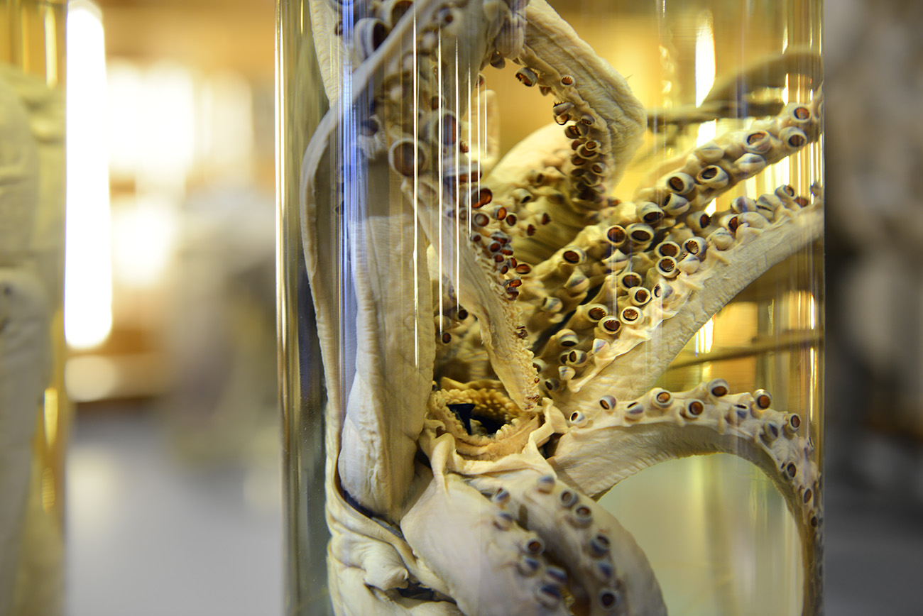 het natuurhistorisch rotterdam 3-2022 1325