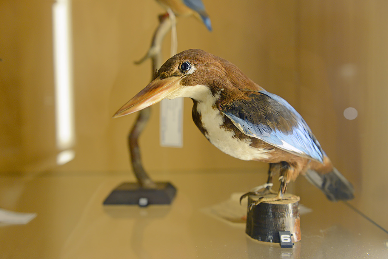 het natuurhistorisch rotterdam 3-2022 1331