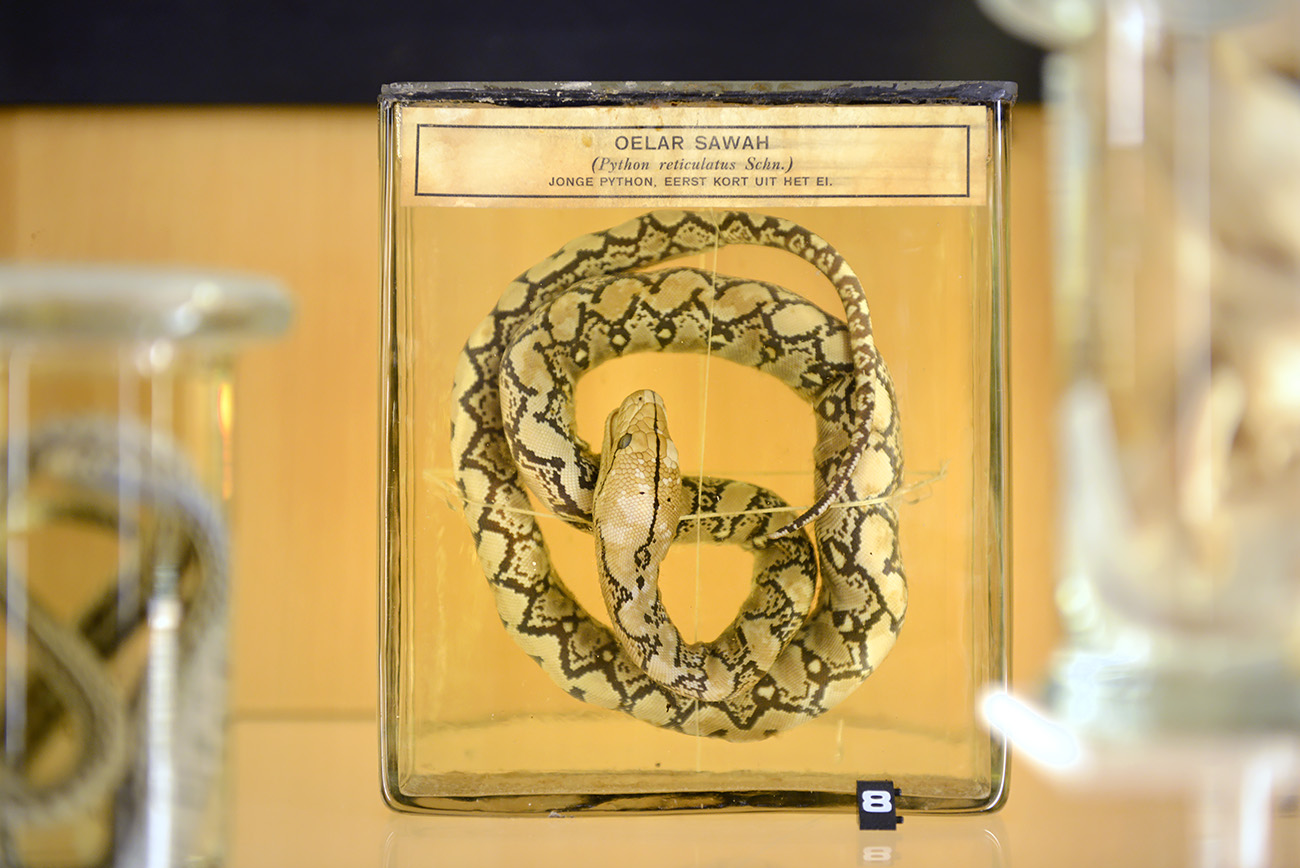 het natuurhistorisch rotterdam 3-2022 1411