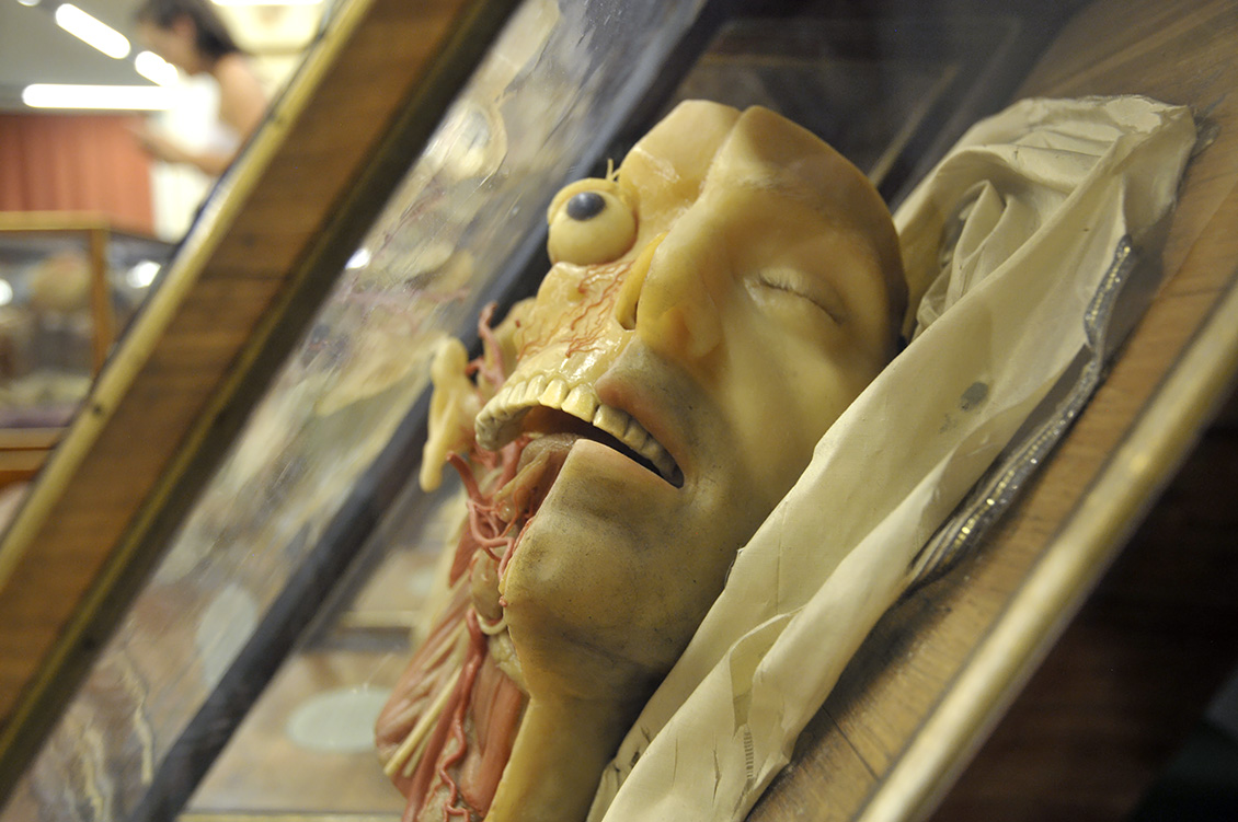 la specola anatomische modellen 8-2017 0820