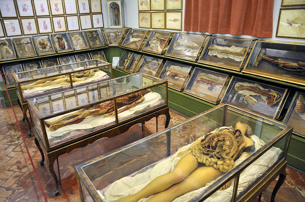 la specola anatomische modellen 8-2017 0835