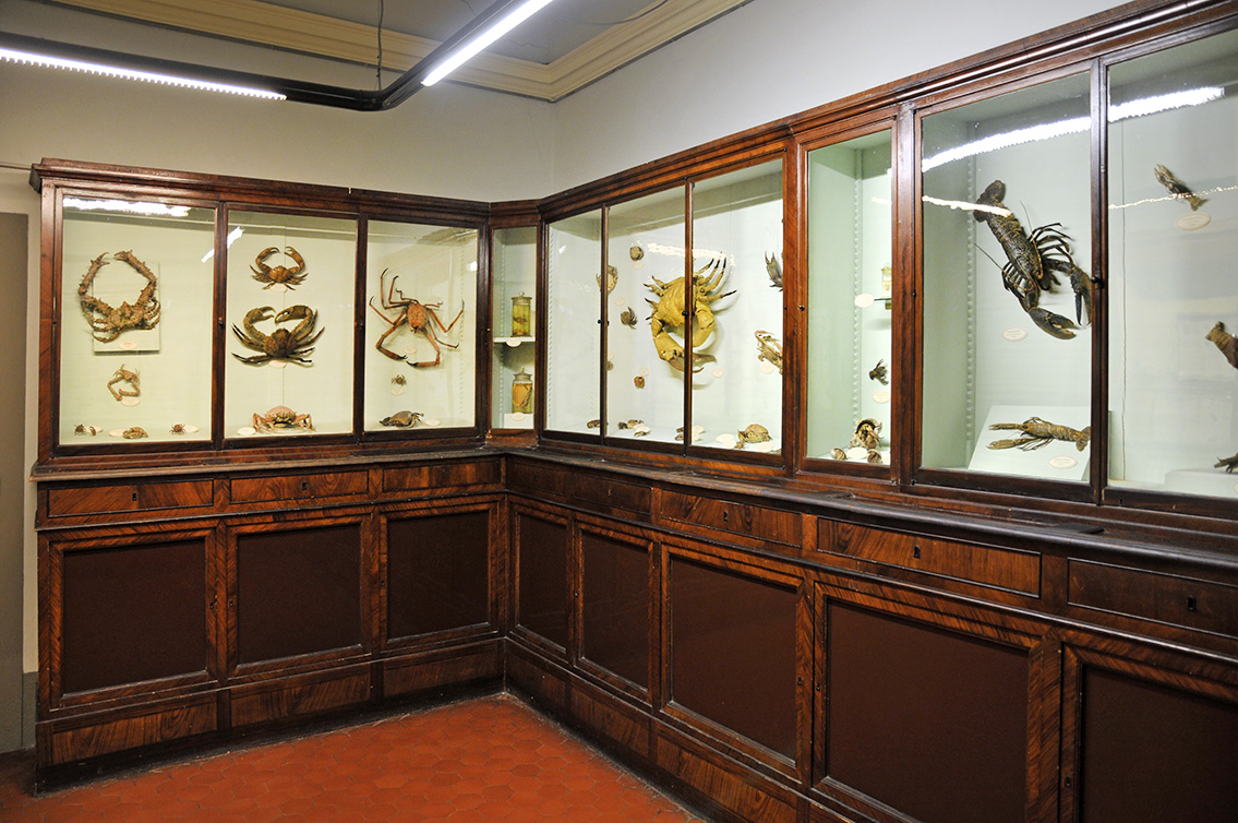 la specola zoologie 8-2017 0695