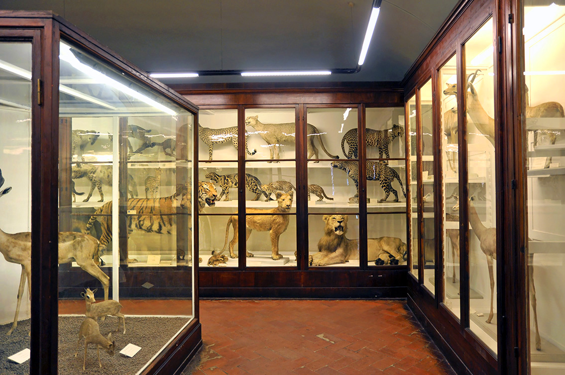 la specola zoologie 8-2017 0697