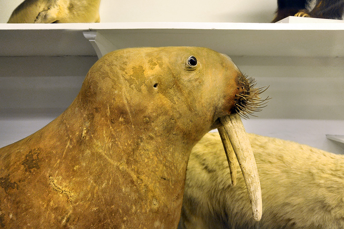 la specola zoologie 8-2017 0701