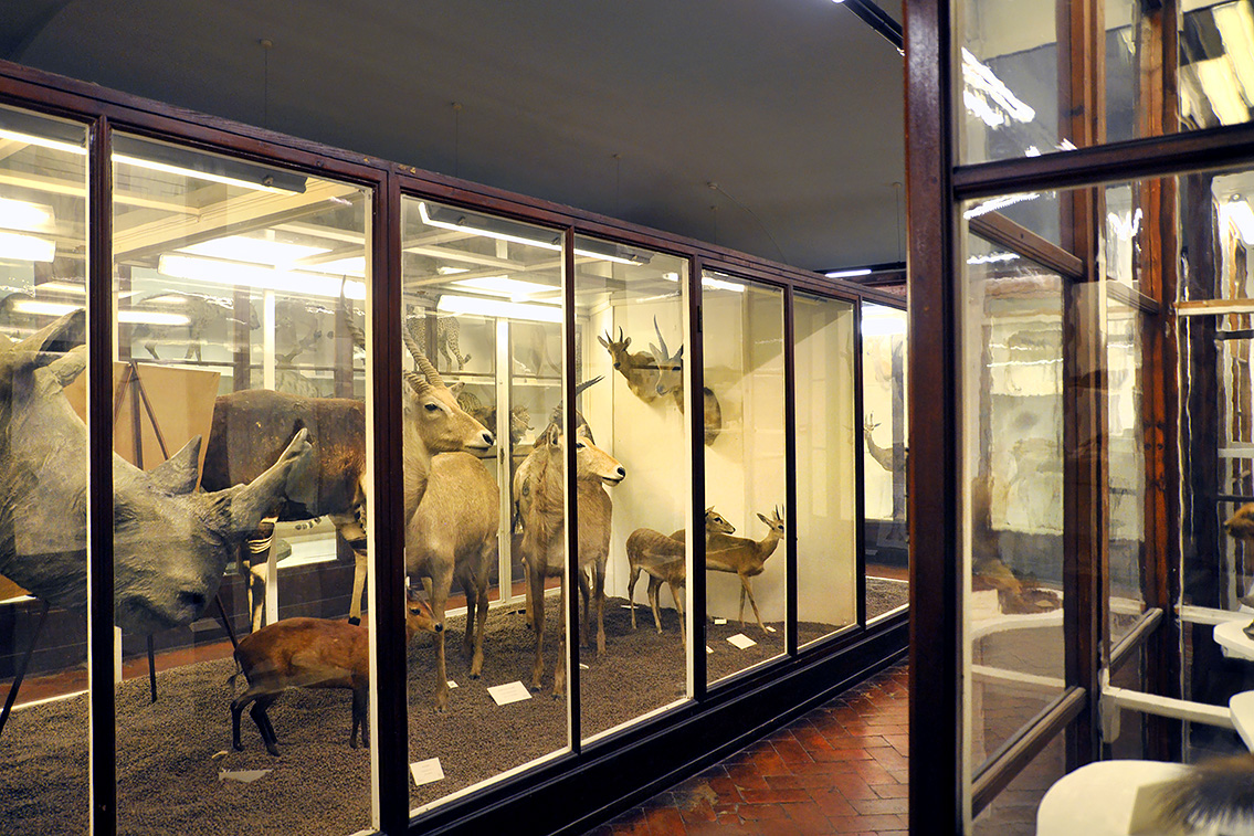 la specola zoologie 8-2017 0704